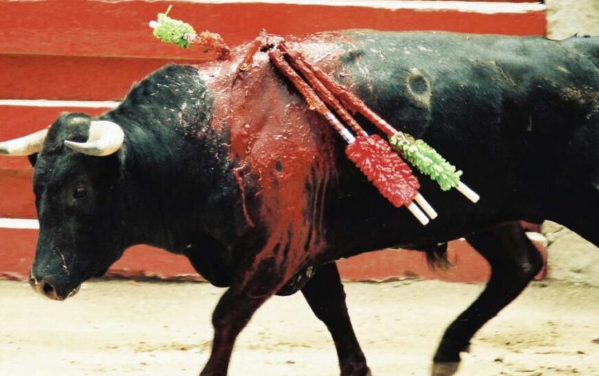 SPEAK UP FOR ANIMAL ABUSE!